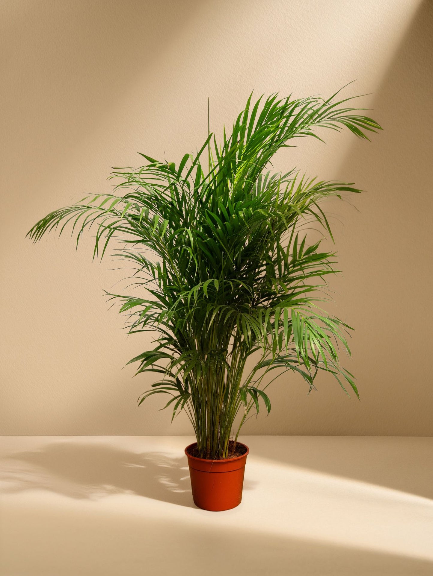 Areca Palm