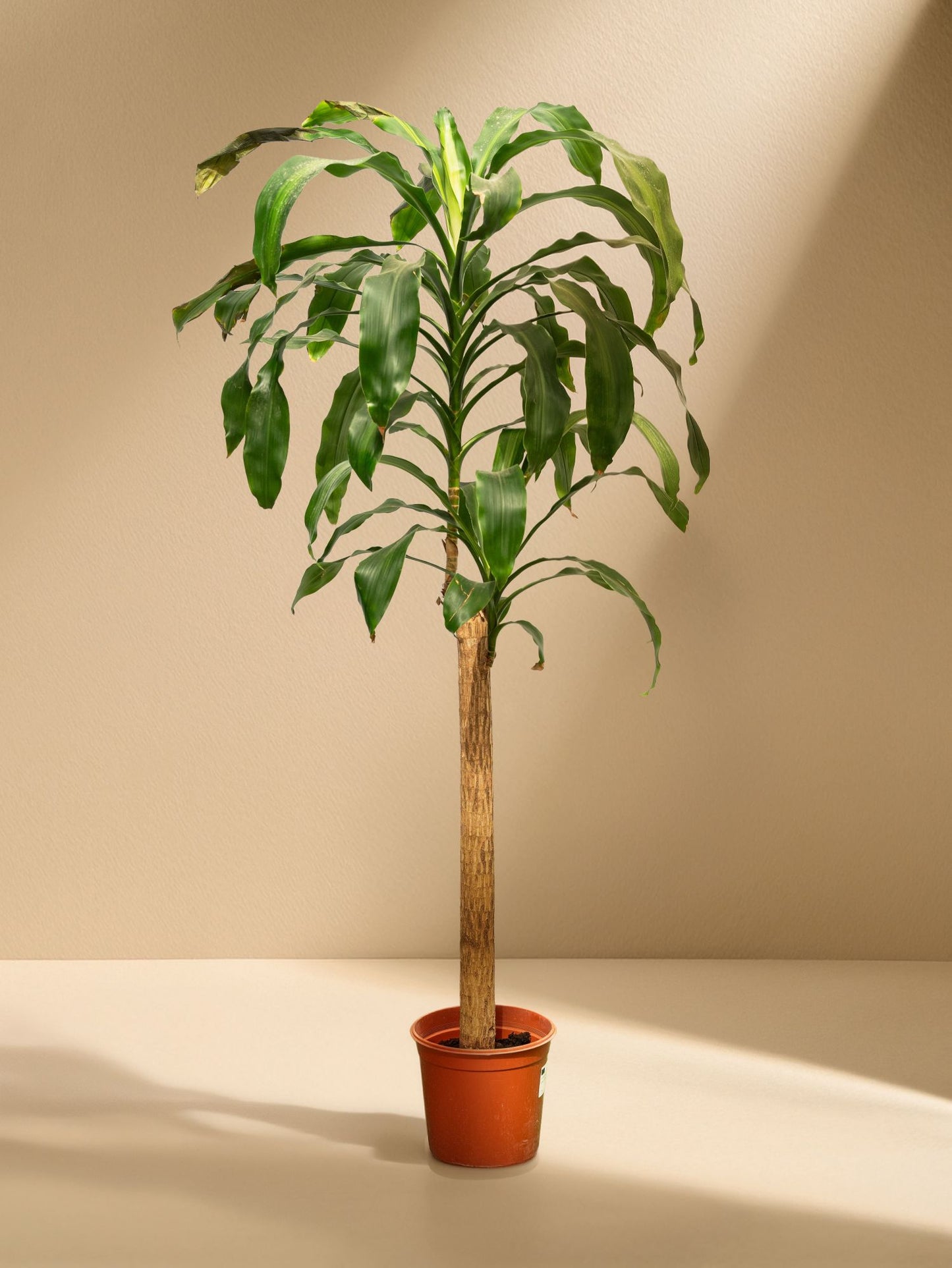 Dracaena