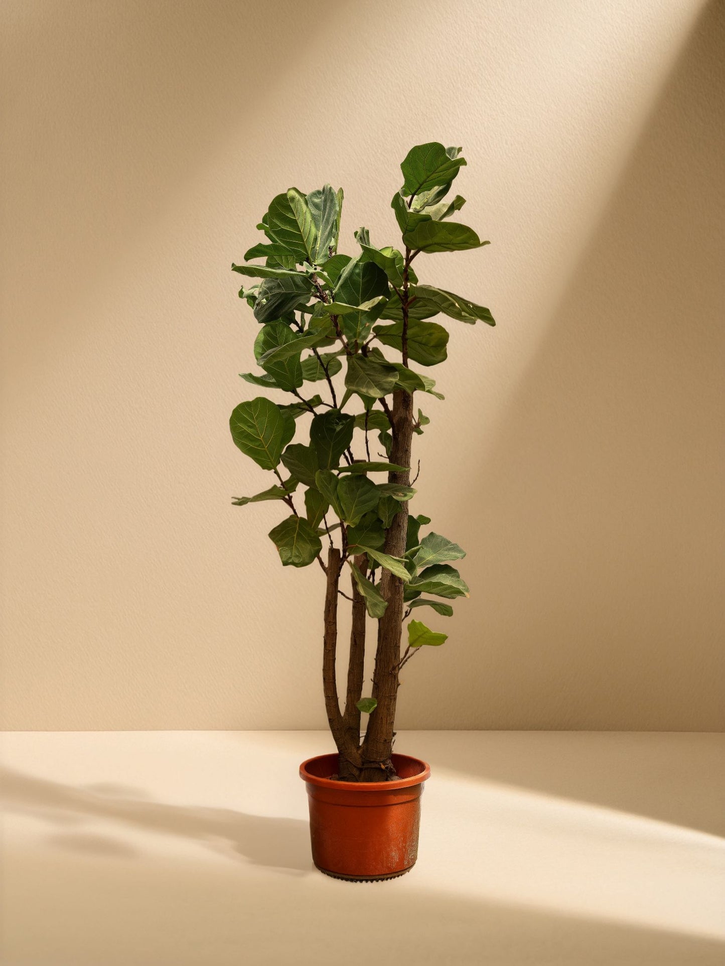 Fiddele Leaf Fig