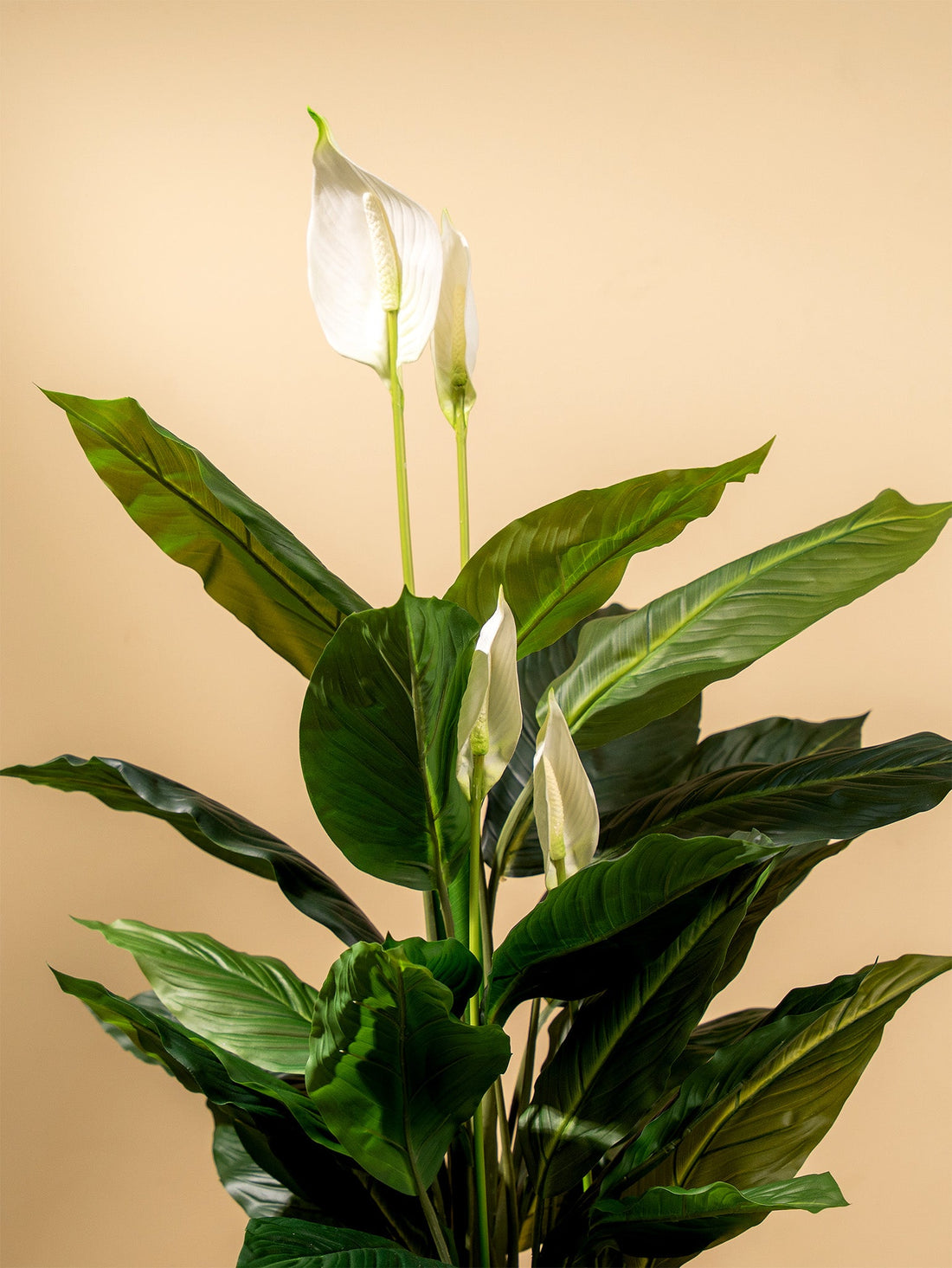 Top 10 Air Purifying Indoor Plants for a Healthier Home in UAE