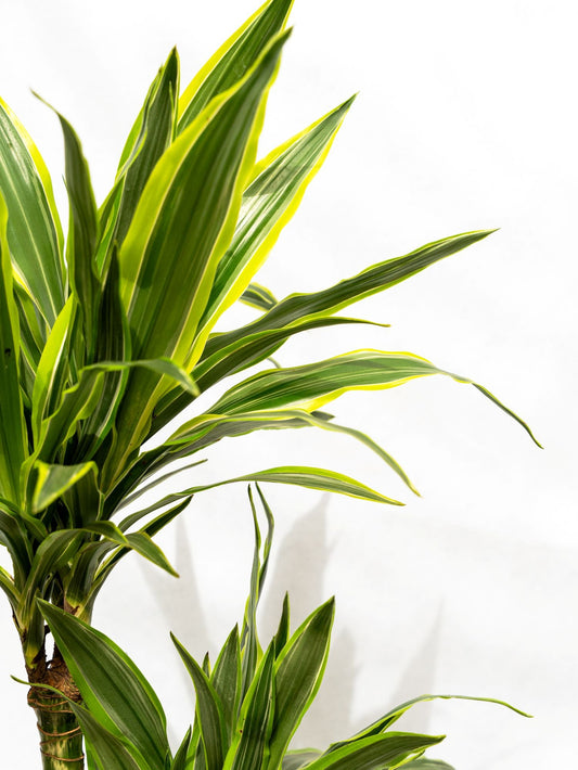Best Indoor Plants for Low Light Homes in UAE