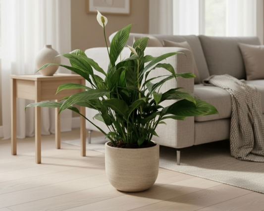 Best Indoor Plants in Dubai by Tropical Breeze