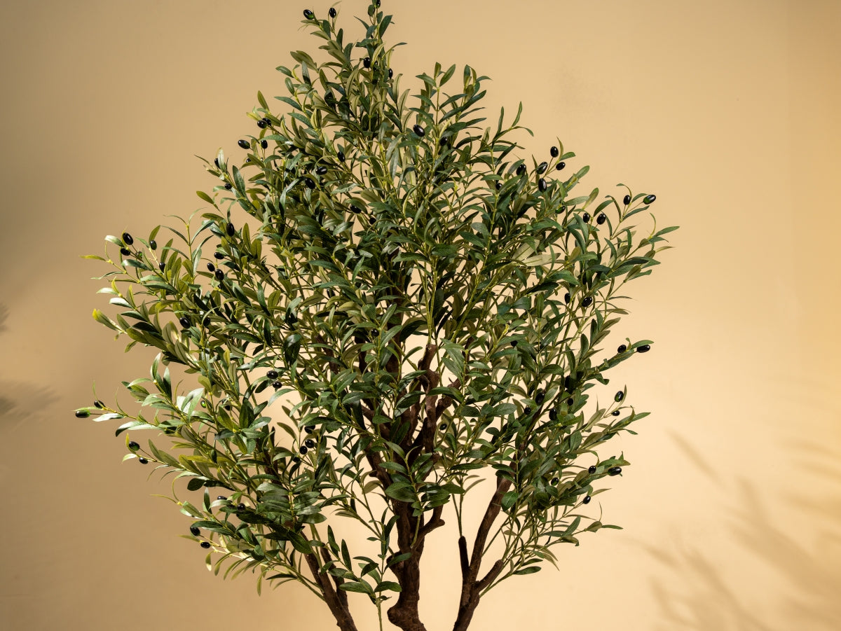 Olive Trees