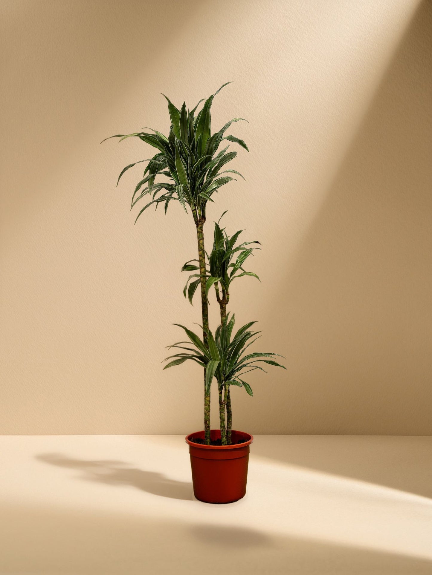 Corn Plant (Dracaena Massangeana)
