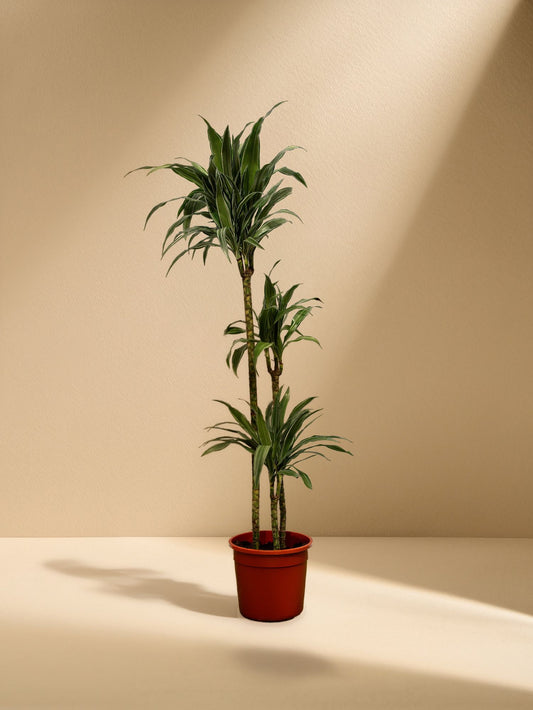 Corn Plant (Dracaena Massangeana)