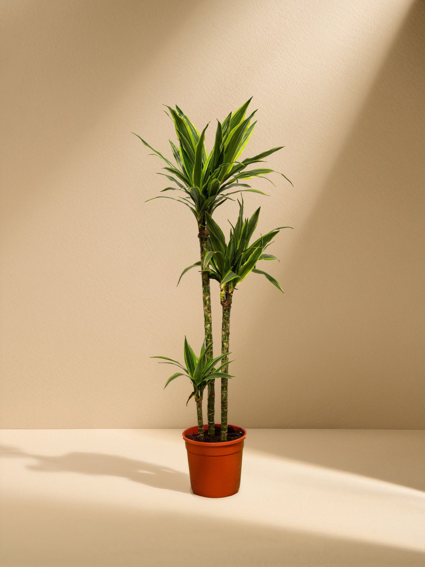 Daracaena Frangrans (Lenon Linee)