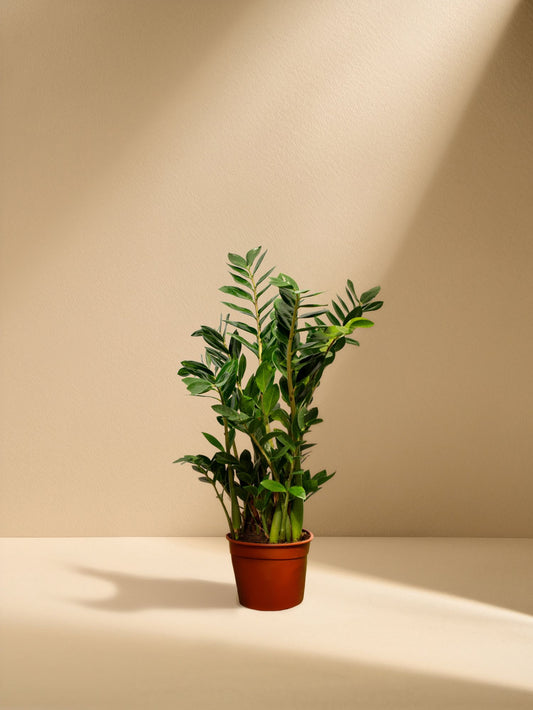 ZZ Plant (Zamioculcas Zamiifolia)